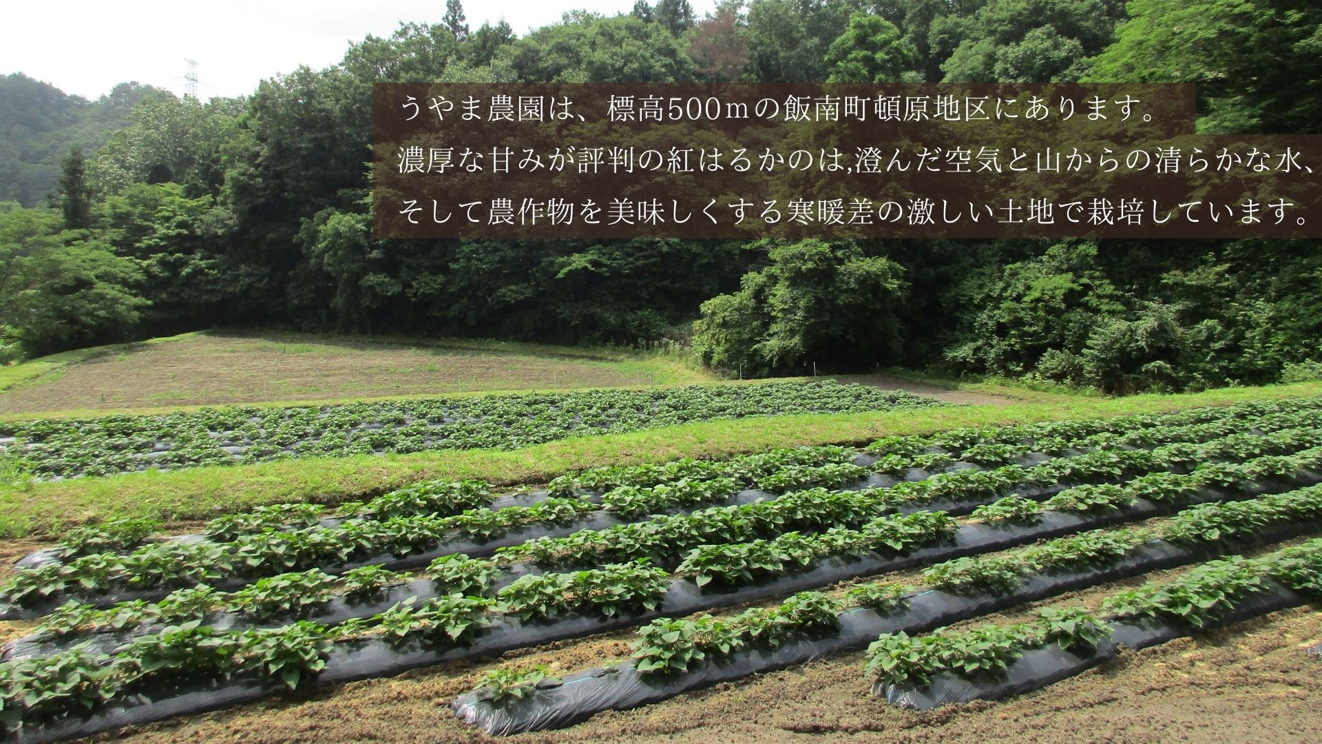 雑草のないキレイな畑で育てています