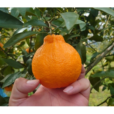 《2026年発送分》宇城市不知火町産　不知火みかん 家庭用　キズあり　約9キロ【1468085】