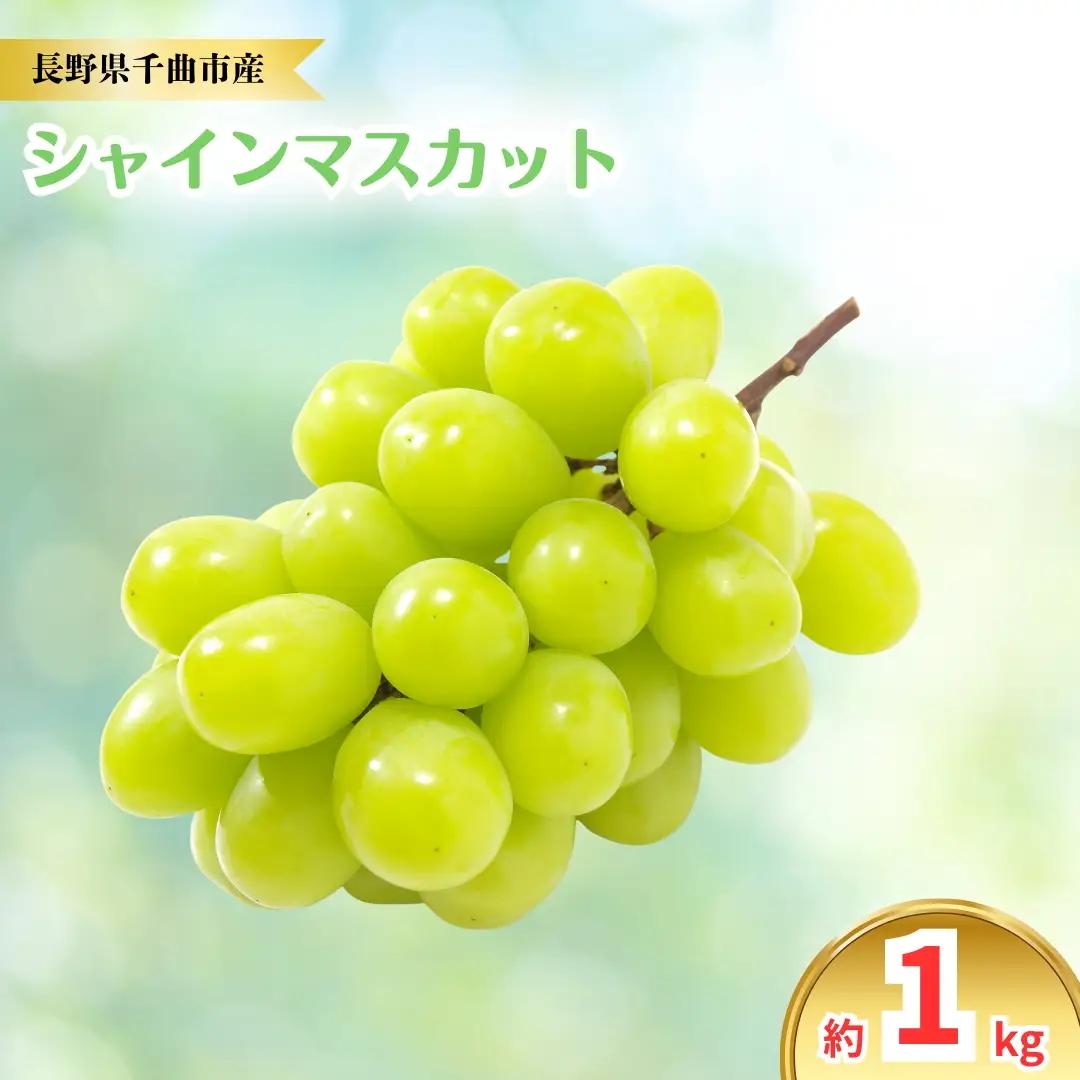 【2026年先行予約】シャインマスカット 約1kg｜シャインマスカット