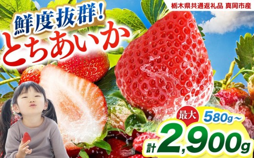 
                  【2027年 先行予約】鮮度抜群 いちご とちあいか 290g ×2P~10P 選べる 容量 定期便【栃木県共通返礼品 真岡市産】 栃木県矢板市
                