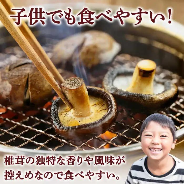 生椎茸 秀品15枚 SBX001 椎茸