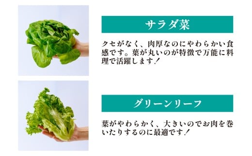 【定期便6ヶ月】 ＜洗わず食べられる・室内水耕栽培＞ 3種のレタス 1回1kg(500g×2袋)×6ヵ月 | レタス 野菜 大容量 新鮮レタス オーガニック野菜 無農薬 野菜直送 フレッシュ サラダ 
