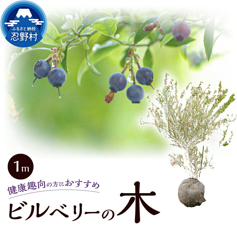 【ふるさと納税】ビルベリーの木 家庭菜園 植物 果樹木 ガーデニング 植木 苗 庭木 送料無料 山梨県 忍野村