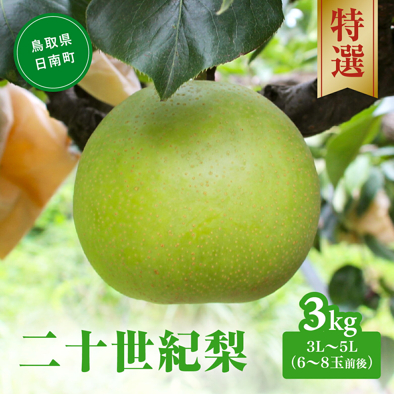 【ふるさと納税】【令和9年産先行予約】2027年 二十世紀梨 特選3kg 3L～5L(6～8玉前後) 梨 なし フルーツ 鳥取 高間商店
