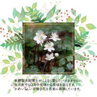 クッキー缶（12×12cm）1缶 バイカオウレン アイシングクッキー glen（グレン）発酵バター 国産小麦使用 厳選素材