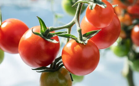 冷凍宮トマト　1.5kg / 冷凍 トマト とまと 野菜 冷凍野菜 ミニトマト / 諫早市 / 宮下農園[AHCG033]