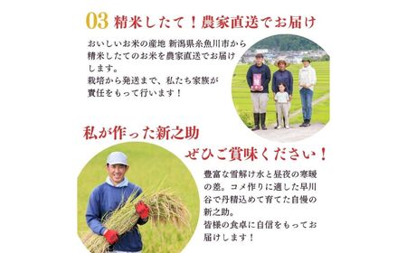 令和7年産【定期便】新之助 2kg×6ヶ月 計12kg 米・食味鑑定士お墨付き 家族みんなで愛情かけて育てた米 新潟県糸魚川産 2025年 しんのすけ 白米 百姓や伝六【米 お米 こめ 食品 人気 お