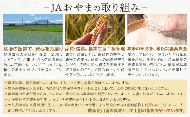 令和7年産 米 お米 とちぎの星 10kg JAおやま《30日以内に出荷予定(土日祝除く)》 栃木県 野木町産 コメ 米 ブランド米 とちぎのほし【栃木県共通返礼品】