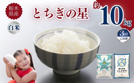 【定期便3回】栃木県産 お米 とちぎの星 10kg |  栃木県 矢板市 【栃木県共通返礼品】