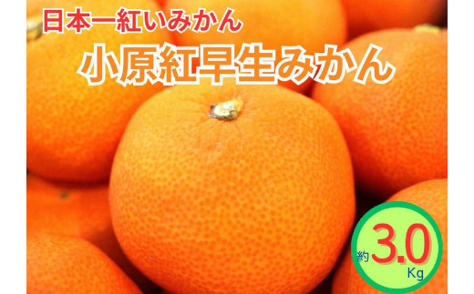 
                  小原紅早生みかん（露地）約3.0kg
                