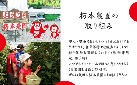 【期間限定】杤本農園 フルーツトマト狩りチケット 8kg プラン 1枚（4名まで） とまと トマト フルーツトマト チケット トマト狩り【45-12】