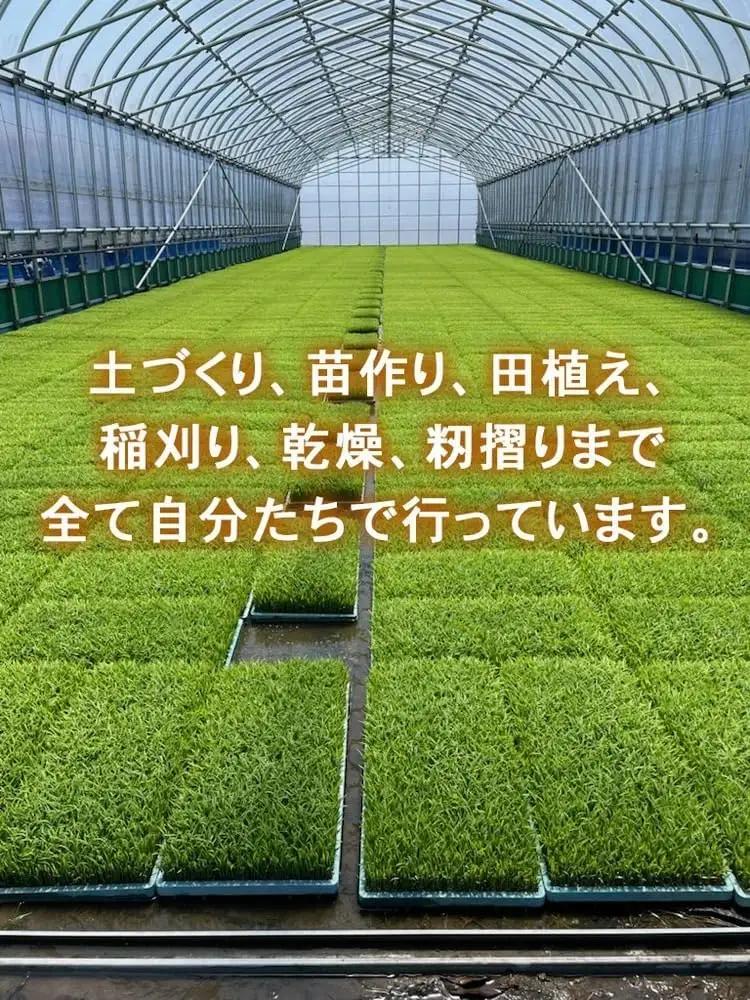 【射水市】【ライスファーマー山上】【農家直送】【射水の美味しいお米】R8年産コシヒカリ5kg【精米】 ※2026年10月上旬～10月下旬頃に順次発送予定 ※離島への配送不可