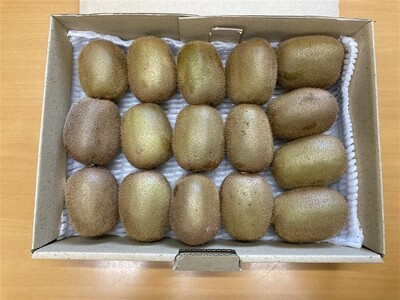 【2026年先行予約】キウイ キウイフルーツ 2kg 秀品 【糖度14度～16度】【2026年11月初旬以降発送】 人気 数量限定 キウイ 愛媛 伊予市｜B152