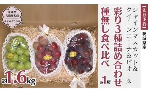 
                  《 種なし 》シャインマスカット ・ クイーンニーナ ・ ピオーネ 約 1.6kg 各1房 (茨城県共通返礼品 かすみがうら市) 久保田果樹園 産地直送 フルーツ 甘い 直送 茨城 限定 ギフト ぶどう 食べ比べ 詰め合わせ 果物 3種 [DH012sa]
                