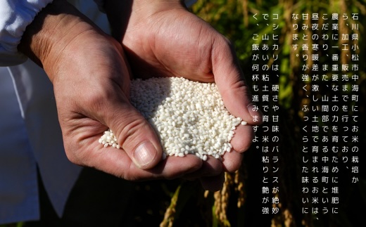 【3ヶ月定期便】特栽コシヒカリ 精米 白米 （玄米10kgを精米したて白米発送）令和7年産 こしひかり | 石川県 小松市【のむら農産】