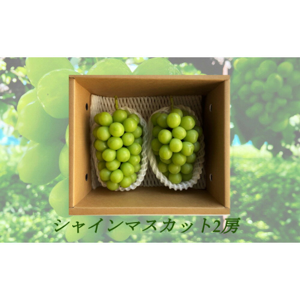 【ふるさと納税】信州やなぎさわ農園果逢　信州産シャインマスカット2房（合計1kg以上）【大粒＆大房】 | 果物 ぶどう フルーツ 旬の味覚 人気 おすすめ 大粒 大房 糖度 甘い ギフト 産地直送 高級 お取り寄せ 通販 送料無料 長野県 長野市 信州 信濃