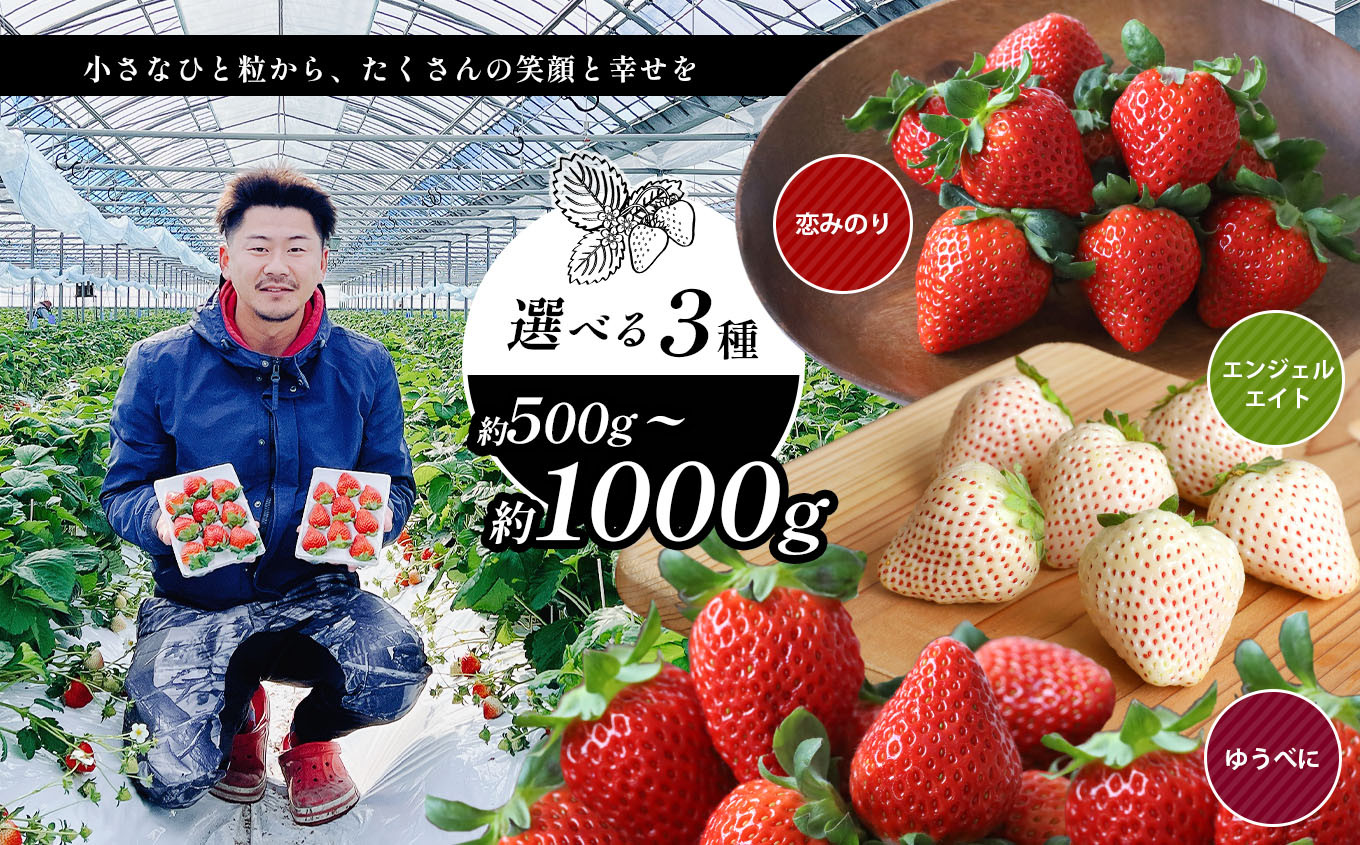 
選べる3種類 イチゴ 約 500g ～ 約 1000g ゆうべに 恋みのり エンジェルエイト ｜ フルーツ 果物 イチゴ いちご 苺 白いちご 天使のいちご 熊本県 玉名市
