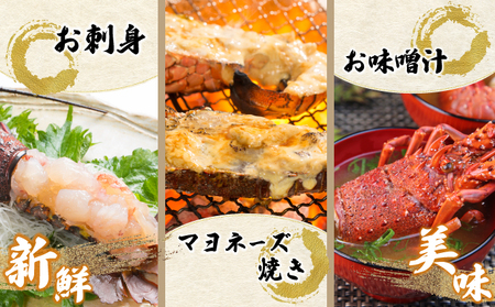 KU067 ＜数量限定＞宮崎県串間産伊勢エビ(計約600g・1～3匹) 