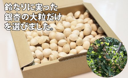 先行予約！大粒銀杏（1,200g） ぎんなん 季節 旬の食材 B100-005