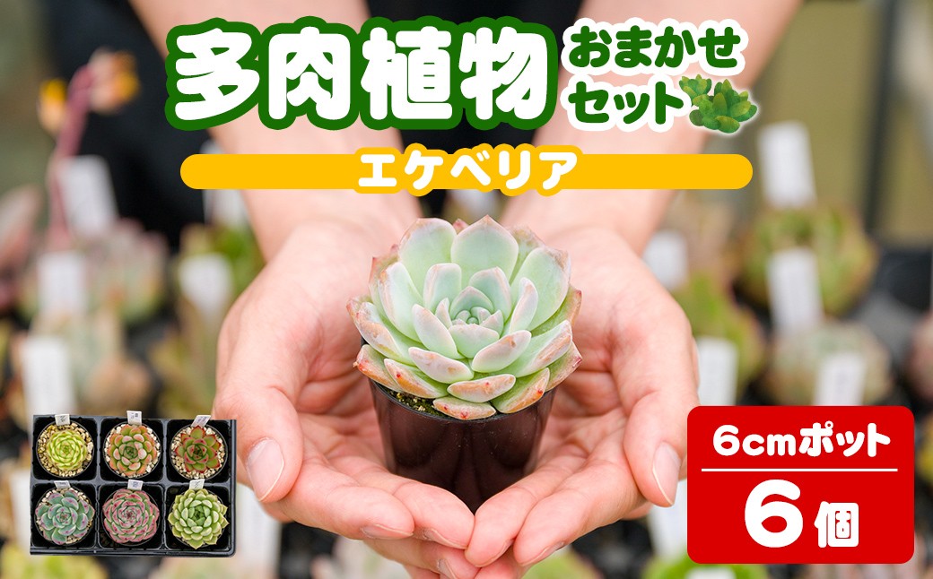 
                  多肉植物 おまかせセット ＜6個＞ 6cmポット エケベリア アソート セット 観葉植物 インテリア 多肉 植物 ビザールプランツ 【ゆうゆうグリーン】ta551
                