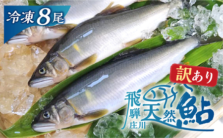 白川村産 飛騨庄川の天然鮎 8尾 18cm以上 訳あり 訳アリ 鮎 天然 あゆ 魚 川魚 岐阜県 白川郷 世界遺産 塩焼き BBQ 15000円 [S595]