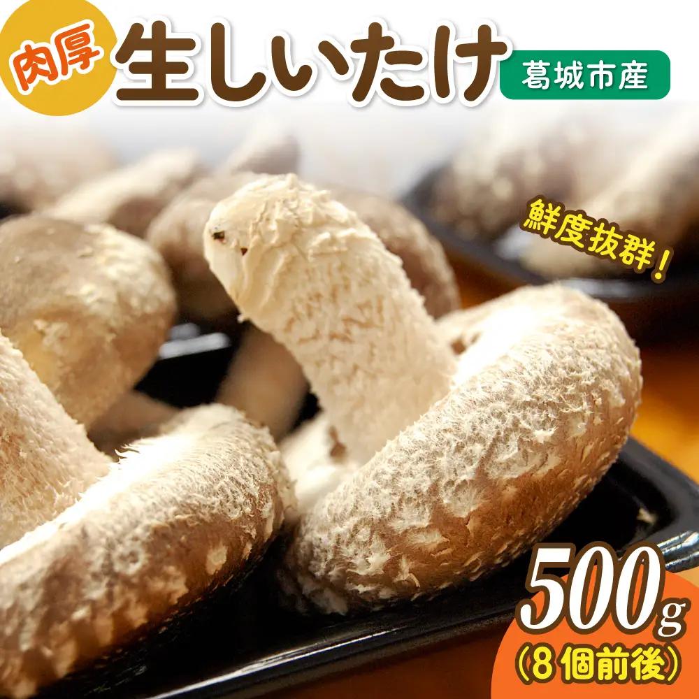 しいたけ 葛城市産生しいたけ（500g） 8個前後 【kobo003】