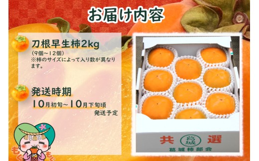 種無し柿（刀根早生柿）約2kg / 奈良県農業協同組合 フルーツ かき 果物  種無し 奈良県 御所市