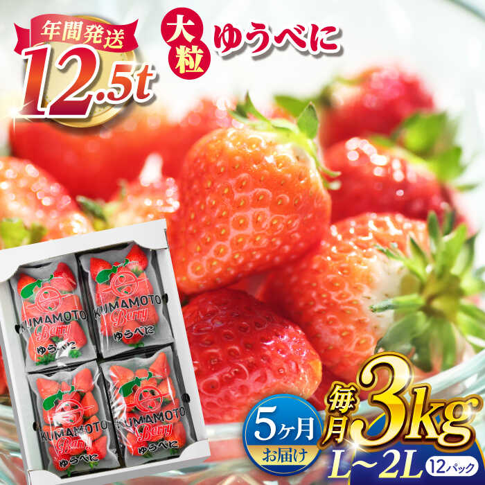 【ふるさと納税】【先行予約】【5回定期便】大粒いちご L〜2L ゆうべに 3kg（12pc）【熊本ベリー】[ZER018]