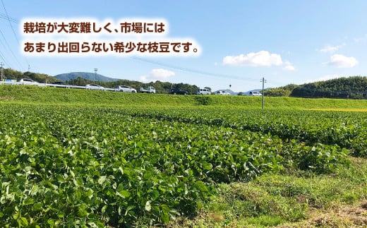 年に1度の青々とした若さをお届け！希少な嘉麻ひすい根付き枝付き 生枝豆 約500g 【2024年10月上旬～10月下旬発送予定】 希少 青大豆 キヨミドリ