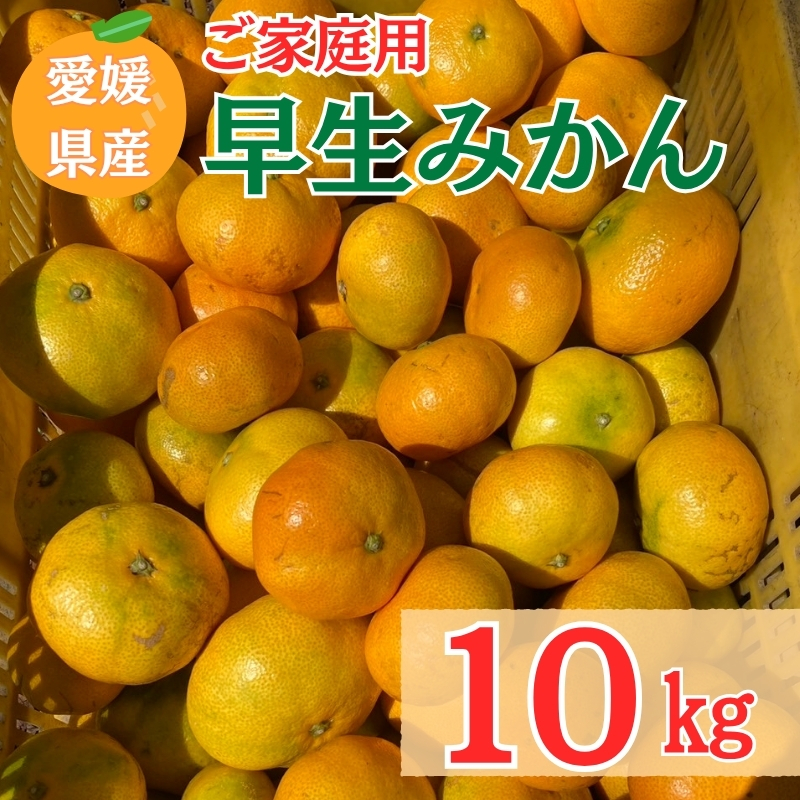 【2026年先行予約】 早生みかん 10kg ご家庭用 農園直送 【11月以降順次発送予定】 愛媛 数量限定 愛媛県産 人気 柑橘 伊予市｜B255