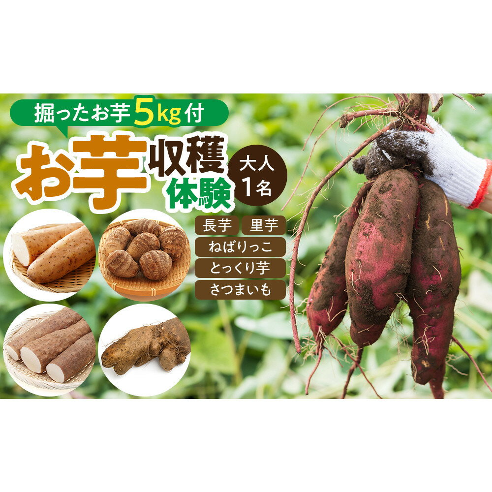 【ふるさと納税】1284.【要予約 大人1名様用】北栄町 お芋収穫体験　長芋・ねばりっこ・とっくり芋・里芋・さつまいも　掘ったお芋5kg付き