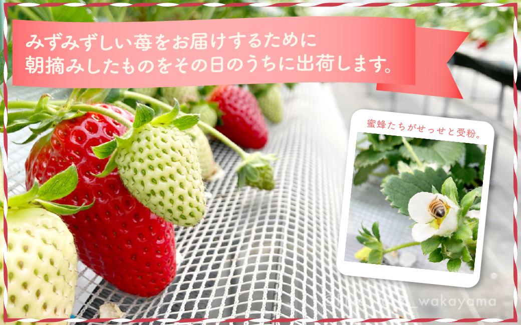 特大まりひめイチゴ 朝摘 6個～11個入×2パック［2026年1月中旬頃より発送］［先行予約］［KT3］
