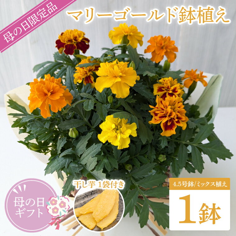 【ふるさと納税】【母の日ギフト】【遅れてごめんね】マリーゴールド鉢植え　干し芋のセット｜マリーゴールド ほしいも 干し芋 ほし芋 花 お花 鉢植え 母の日 母の日ギフト ギフト 贈り物 プレゼント 茨城県 行方市(EH-26)