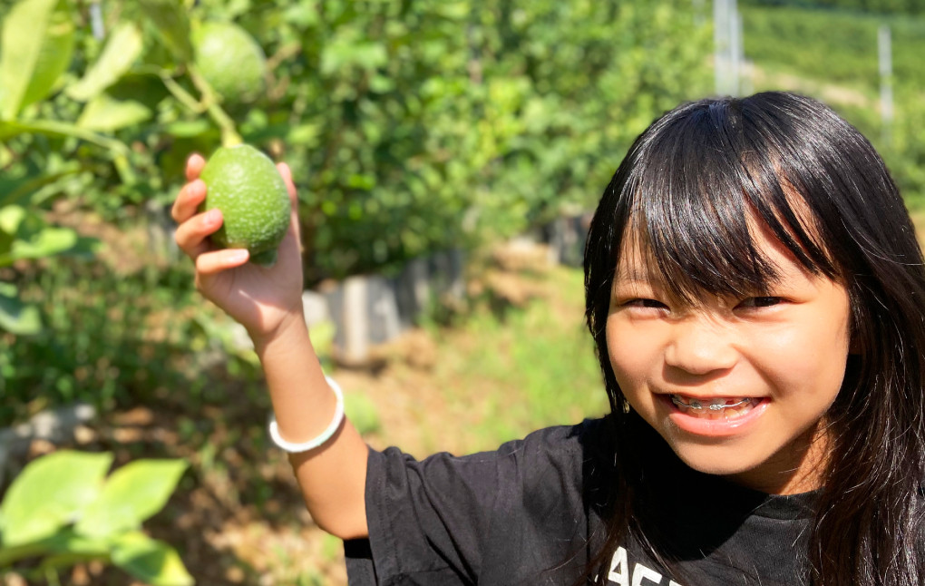 国産 レモン A品 1kg (県認証特別栽培) 国産