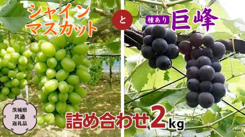 【 9月上旬から発送開始 】シャインマスカット と 巨峰（種あり）詰め合わせ 2kg ( 茨城県共通返礼品 石岡市 ) ぶどう ブドウ マスカット フルーツ 果物 [DC010sa]