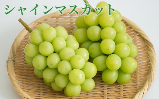 さくらんぼの香りと強い甘みが魅力のぶどうです。