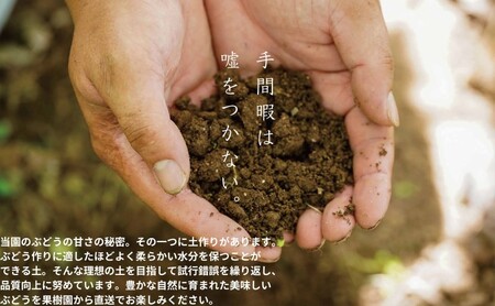 ぶどう 悟紅玉 旧ゴルビー 2房 合計1.0kg以上 産地直送 朝採れ ぶどう 葡萄 岡山 Kawahara green Farm 岡山県産 2026年