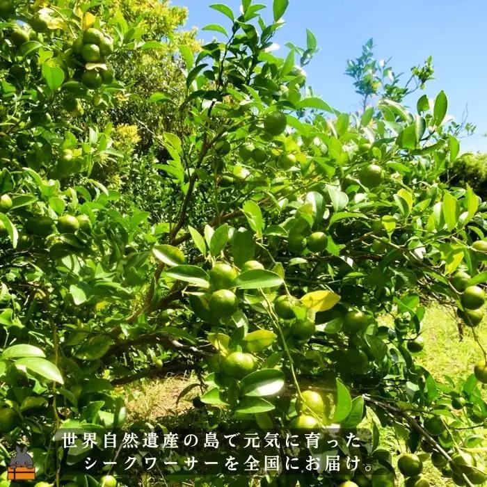 《今が旬！》世界自然遺産の島の青切りシークワァーサー（1㎏）※冷蔵配送 ( 農家直送 シークワーサー シークヮーサー みかん 徳之島 仲農園 )