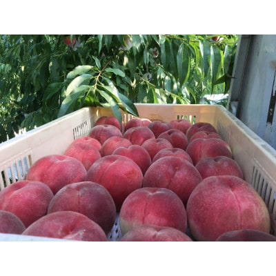 【むっちり高糖度夏の甘味王　嶺鳳】本場山梨の品種指定キャンペーンお試し約1kg　7月上旬より順次発送【配送不可地域：離島・北海道・沖縄県・中国・四国・九州】