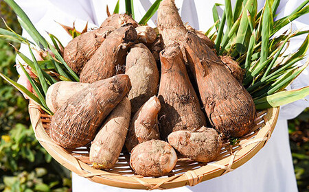 やまがた伝統野菜 「子姫芋（里芋）」5kg 《土付き》 山形県産 令和7年産 【2025年11月中旬頃から順次発送予定】　018-B-MM038