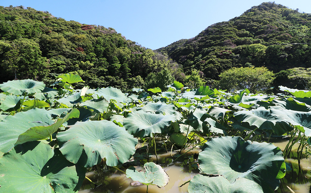 清澄山系の自然水、完全無農薬で育てられた”鴨川れんこん”