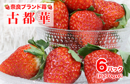 【2026年発送先行予約】いちご 苺 古都華(ことか) 270gx6パック 1620g 特産品 いちご イチゴ 奈良県産いちご 大人気いちご いちご