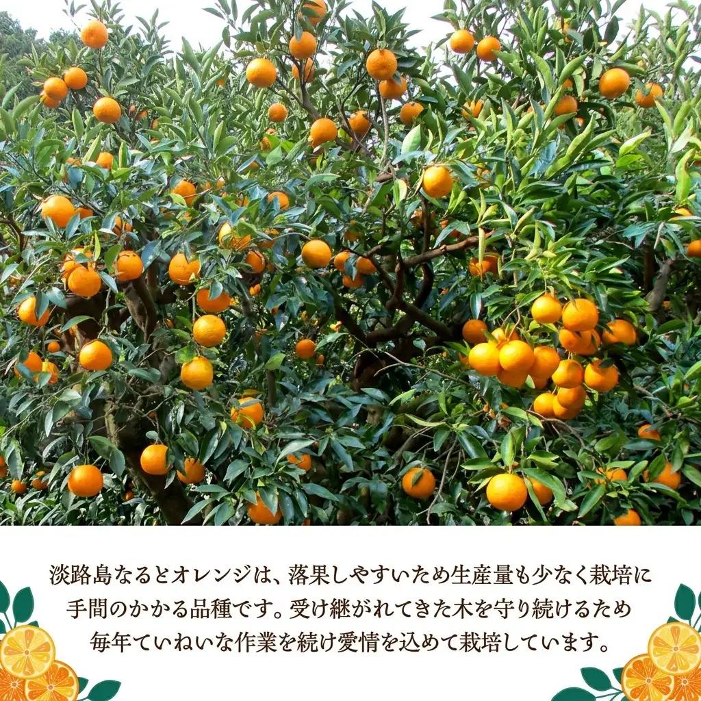 なるとオレンジ 幻の果物 10kg なるとオレンジ 淡路島 洲本市