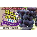 【ふるさと納税】数量限定 ピオーネ 種なし 2kg | フルーツ 果物 くだもの 食品 人気 おすすめ 送料無料