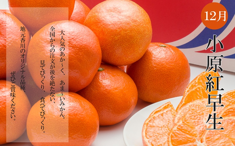 冬のいいとこどり定期便【全3回】 果物 フルーツ デザート 