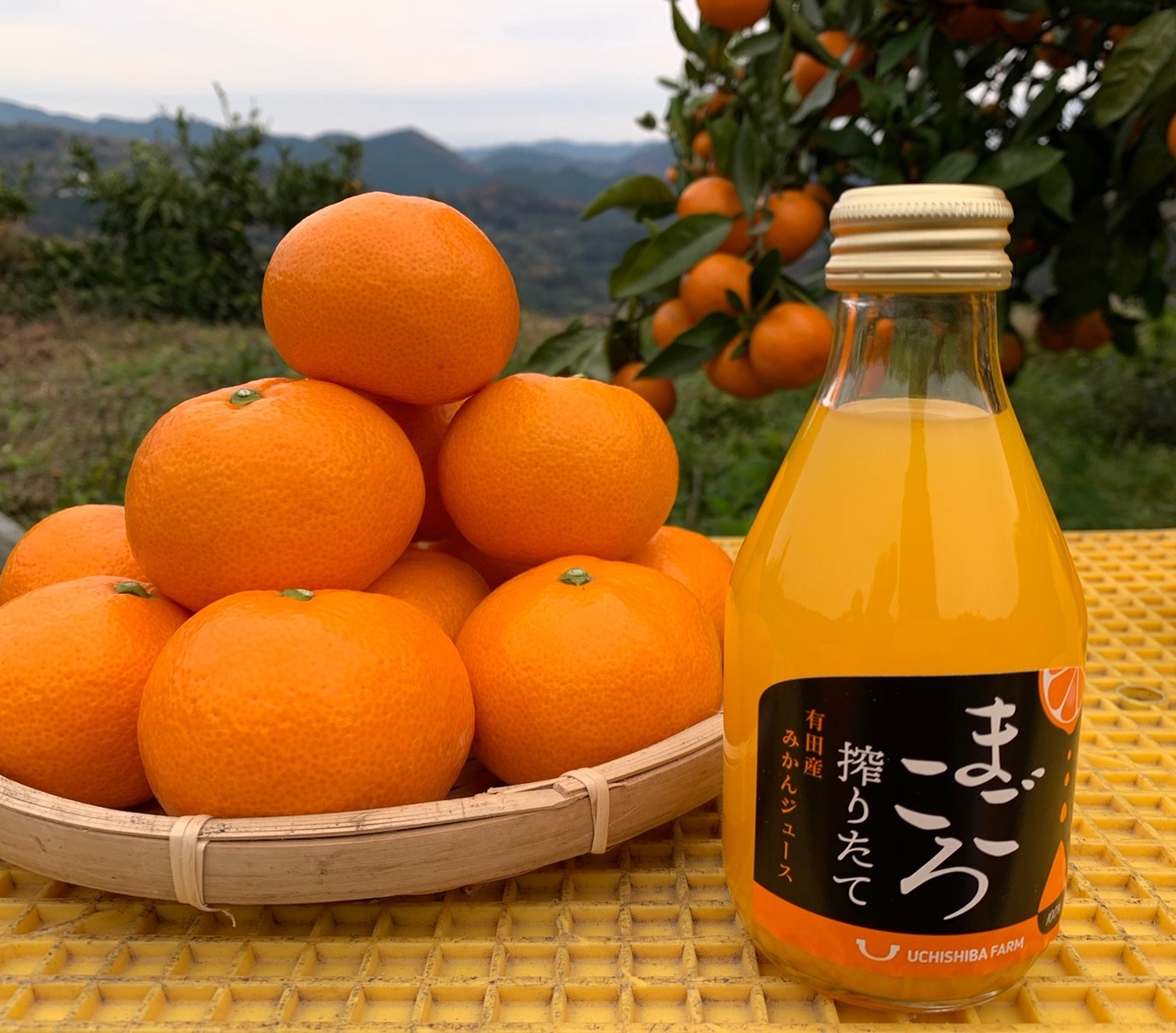 
            M507　【定期便】　みかんジュース飲み比べ（１）
          