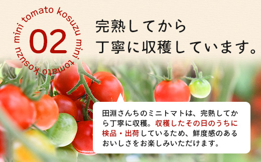 田淵さんちの美味しいミニトマト 小鈴約2kg（1.0kg×2箱） GP-709| 野菜 トマト ミニトマト 産地直送 ミニトマト 新鮮 トマト 南大隅町産 ミニトマト おいしい ミニトマト