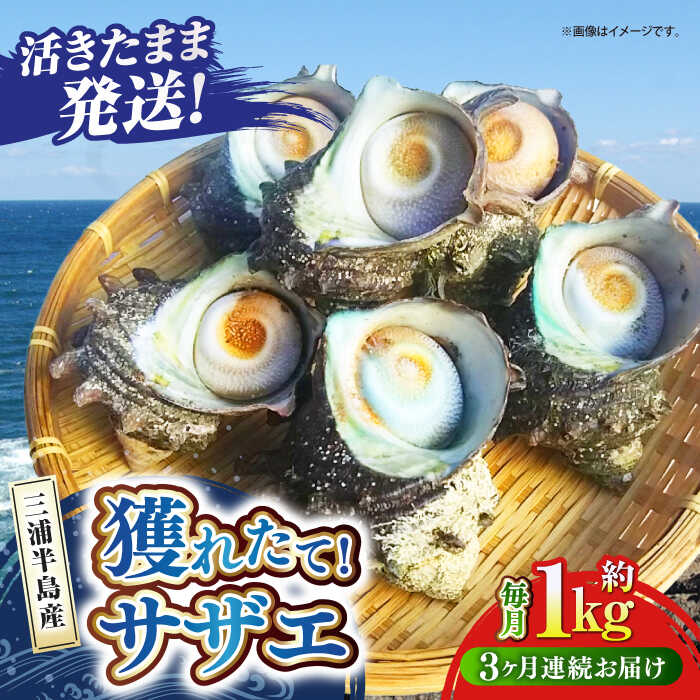 【ふるさと納税】【全3回定期便】サザエ 1kg 6〜10個 三浦半島 さざえ バーベキュー BBQ 貝 直送 つぼ焼き 新鮮 獲れたて 魚貝類 魚介類 魚介 海鮮 新鮮 海の幸 三浦半島 名産品 特産品 定期【長井水産株式会社】[AKAJ009]