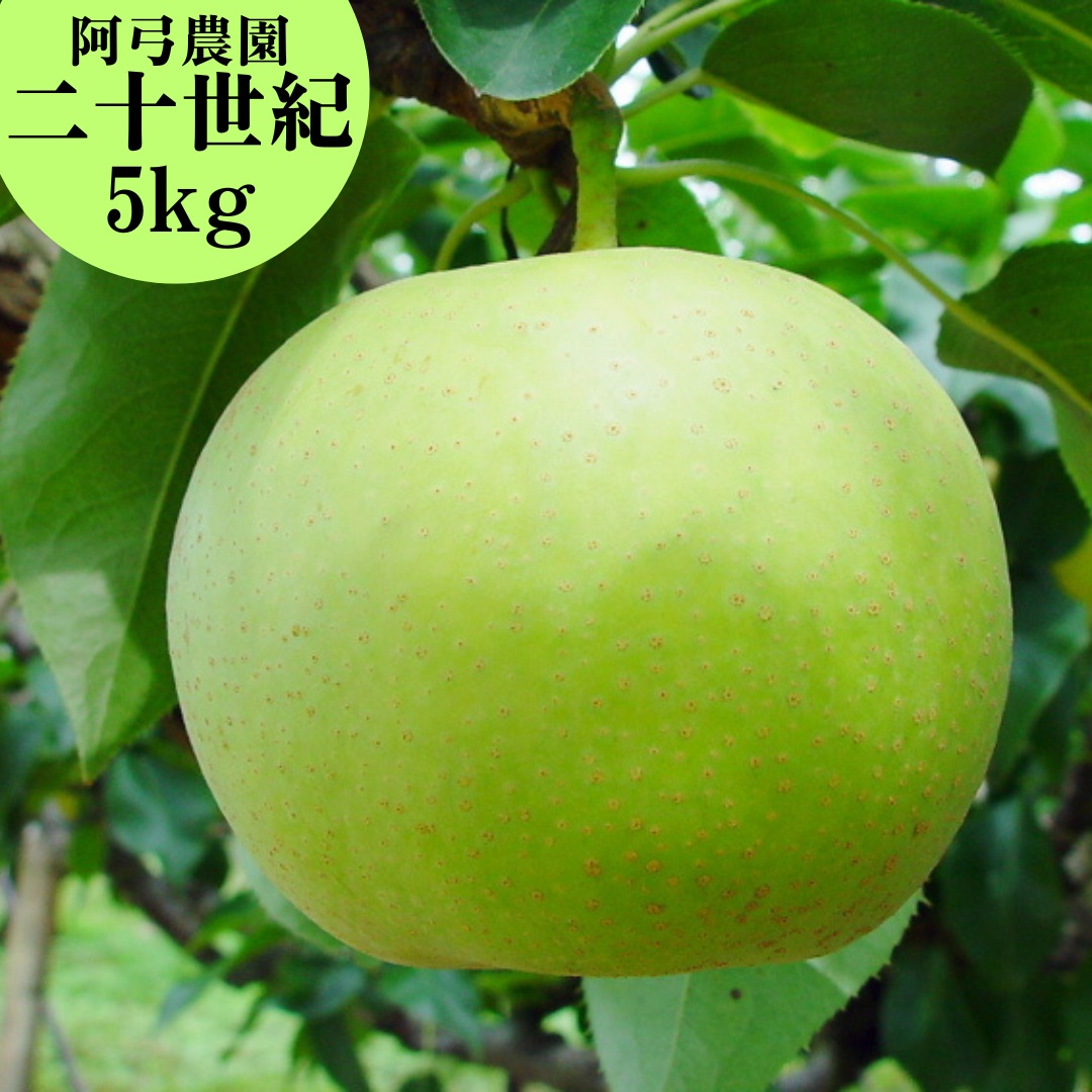 梨 二十世紀 5kg 鳥取県産 阿弓農園 7M | 二十世紀梨 鳥取県 湯梨浜町 果物 フルーツ 特産品