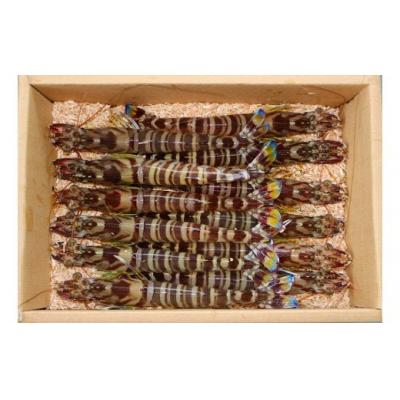 ふるさと納税 山口市 旭水産活き車海老1700g(850g(15〜25尾)×2)【養殖】 B056 |  | 01